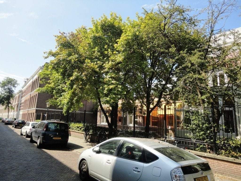 Flat Van Speijkstraat, Den Haag - For Rent